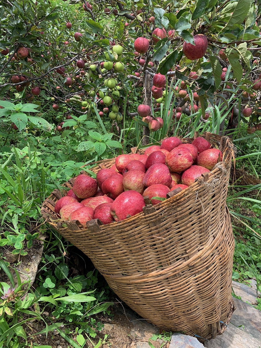 Apples