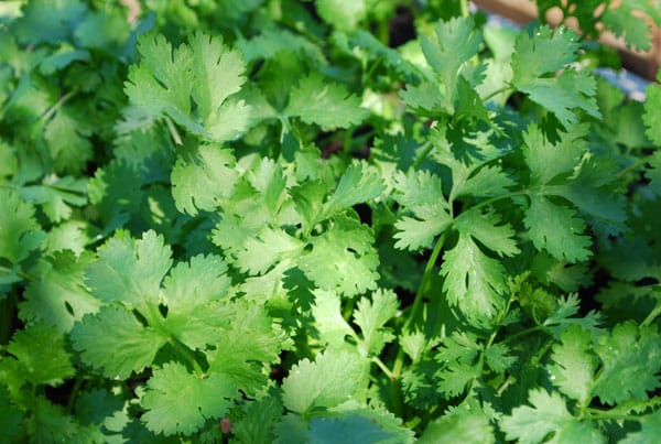 Coriander