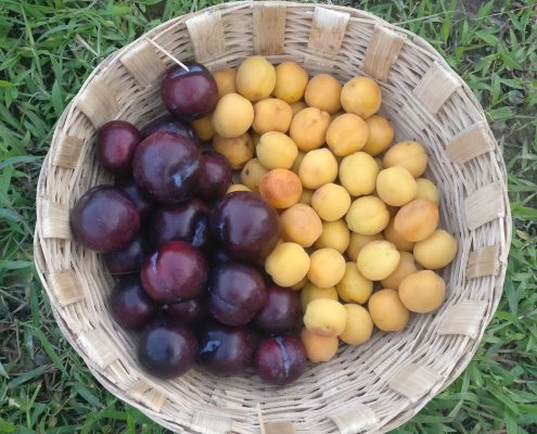 Fruits