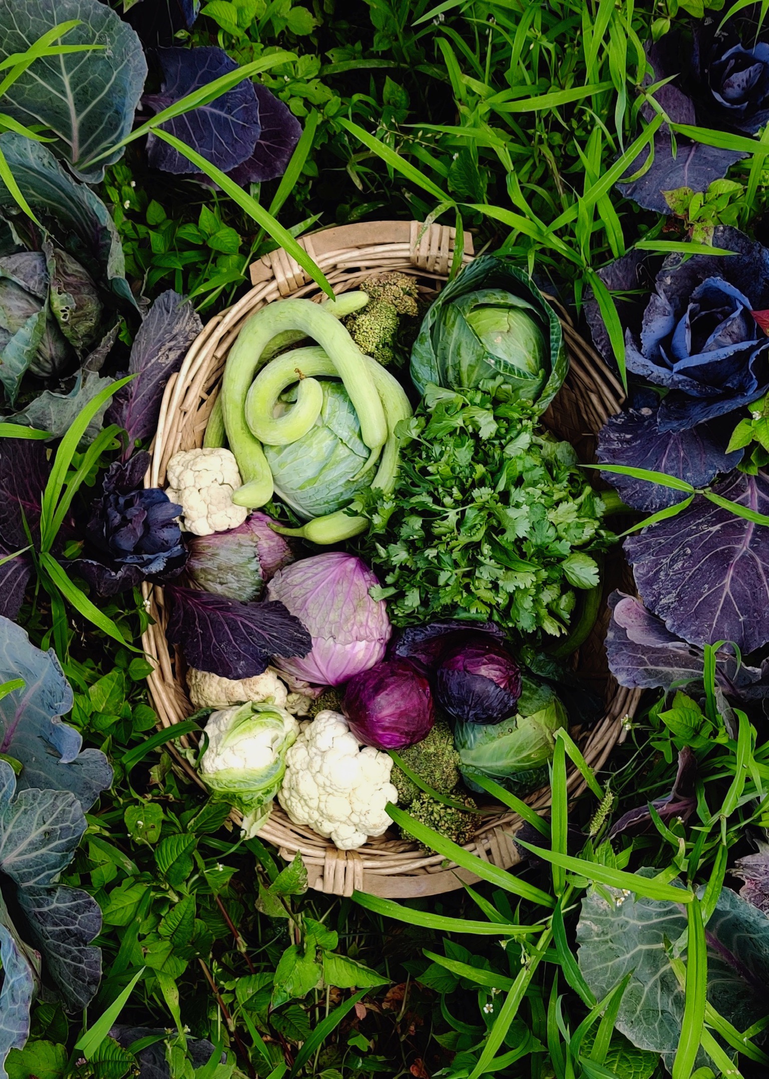 Herbs and Vegetables